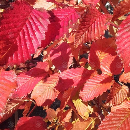Carpinus 'Rockhampton Red' | Hornbeam Tree – Gardeners Dream