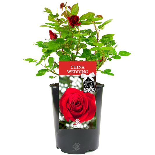 China 20th Wedding Anniversary Gift - Red Bush Rose