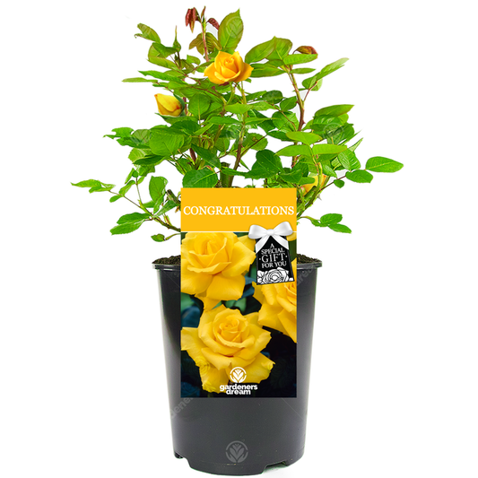 Congratulations Gift - Yellow Bush Rose