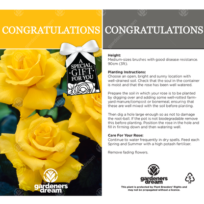 Yellow Bush Rose - Congratulations Gift | Gift Note Rose – Gardeners Dream