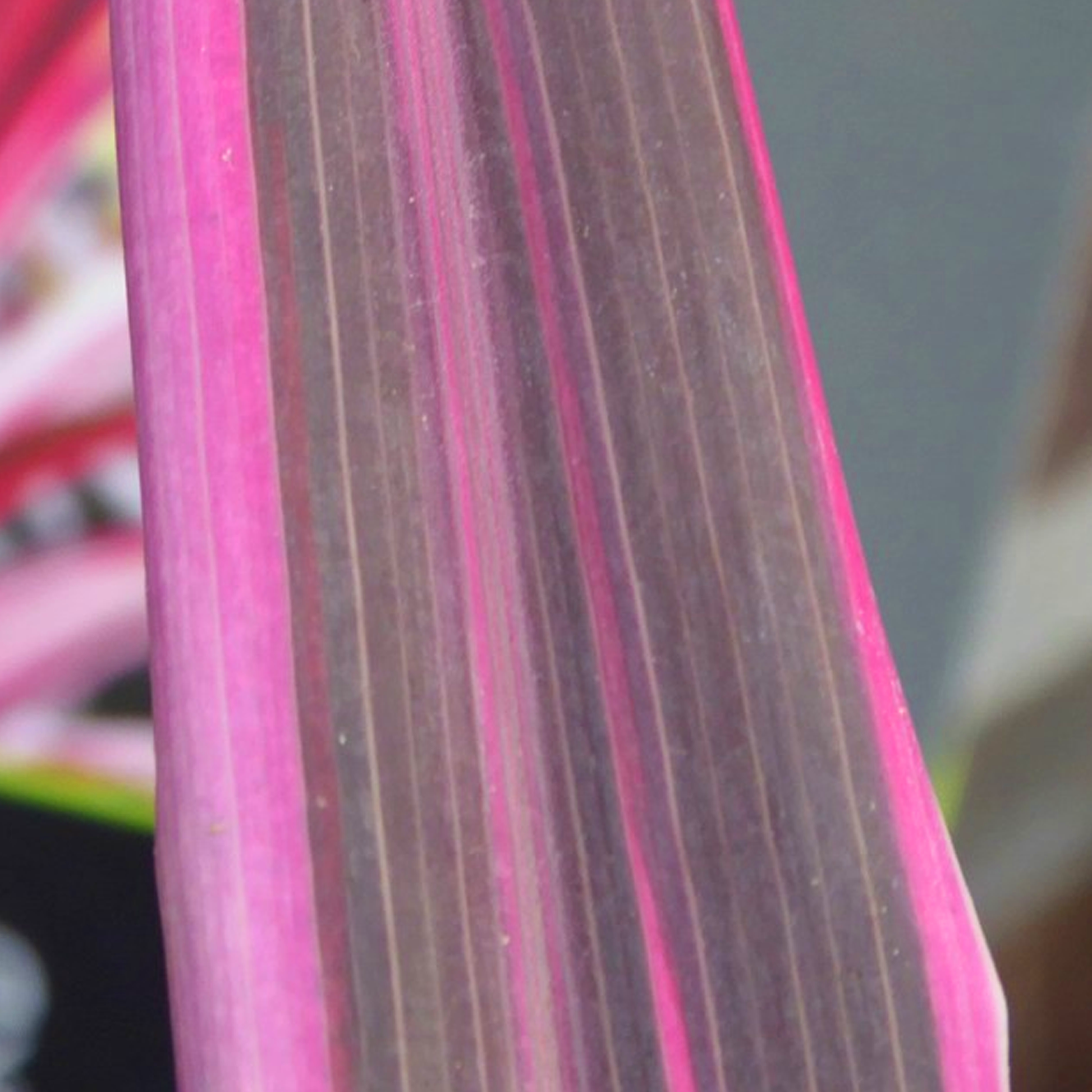 dracaena pink passion Cordyline 'Pink Passion'