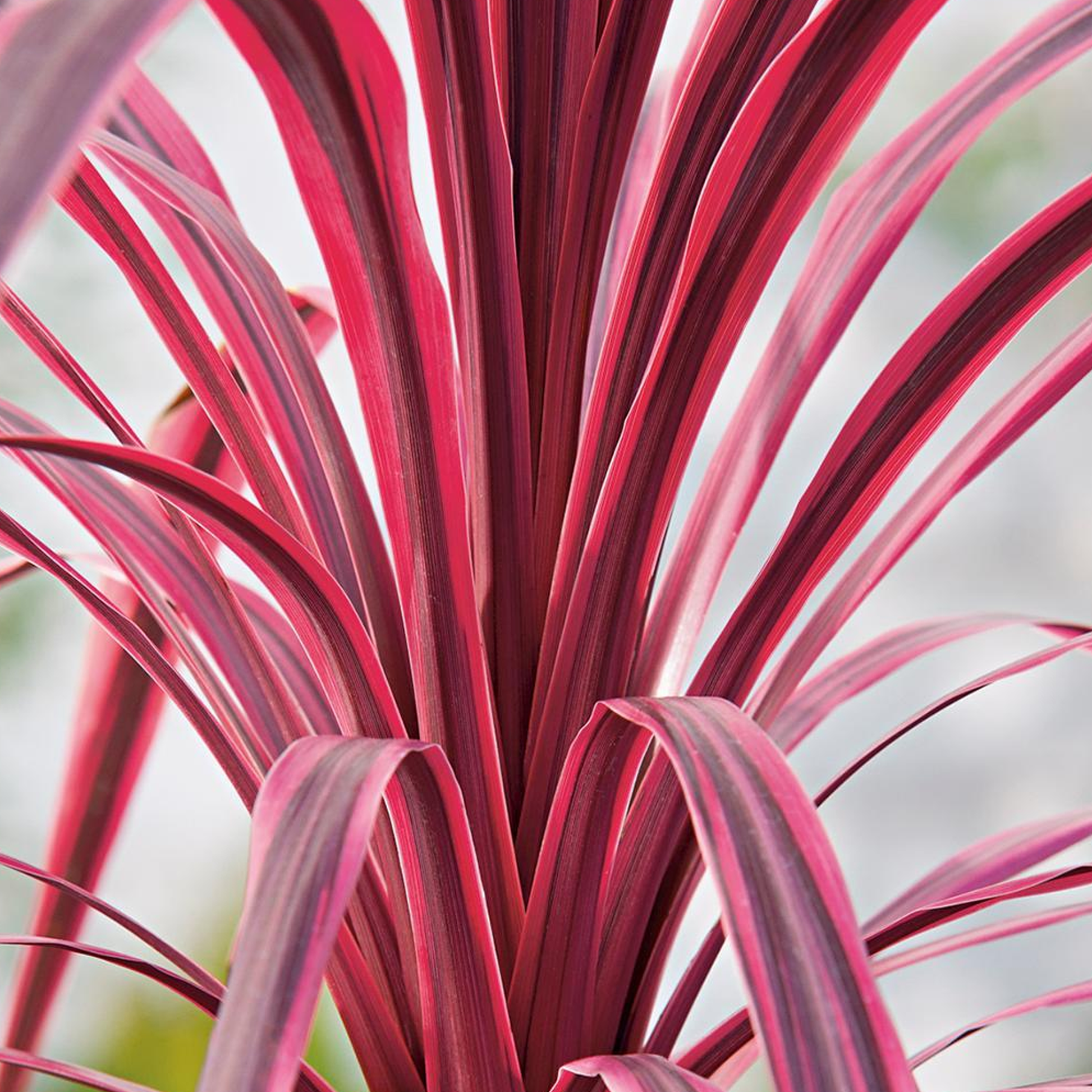 pink passion dracaena palm Cordyline 'Pink Passion'