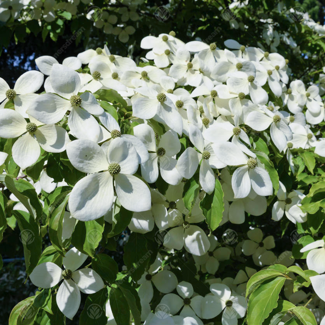 Cornus 'Porlock' | Dogwood Tree – Gardeners Dream