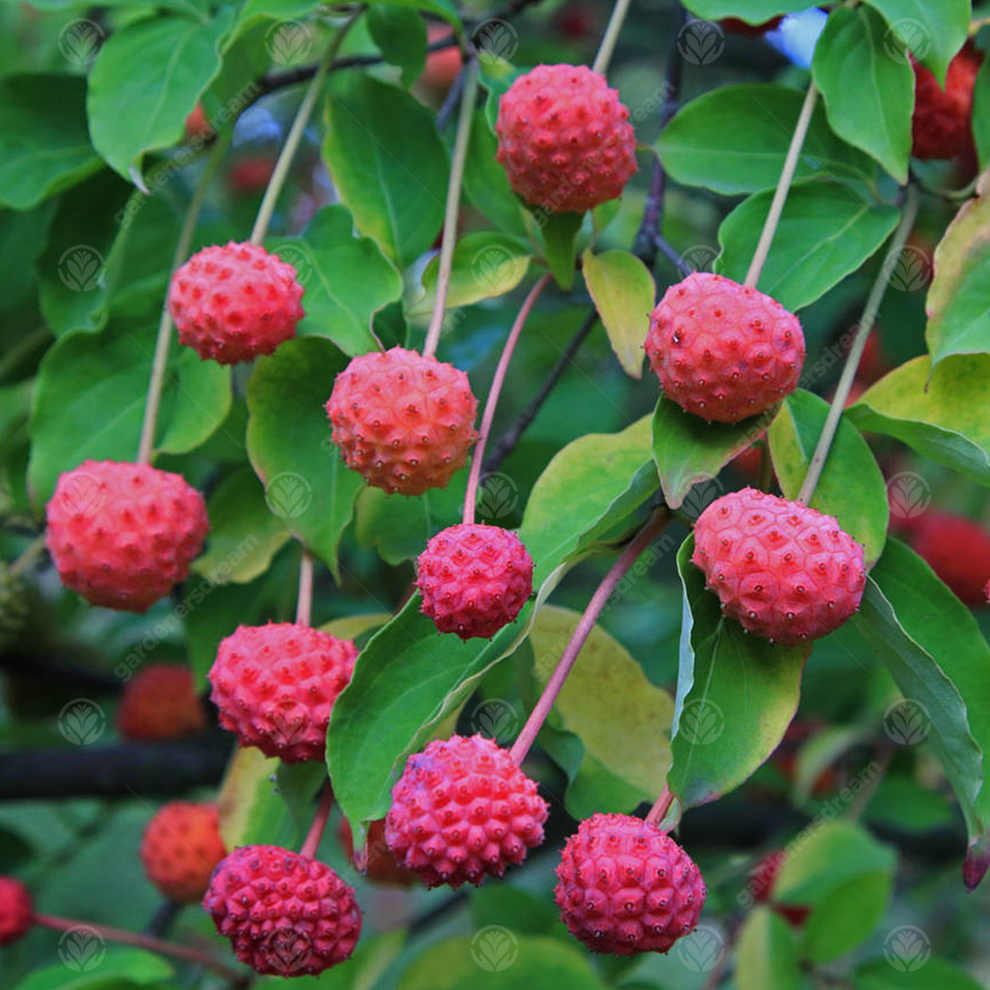 Cornus 'Porlock' | Dogwood Tree – Gardeners Dream