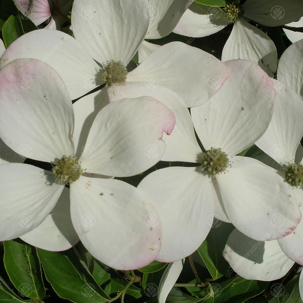 Cornus 'Porlock' | Dogwood Tree – Gardeners Dream