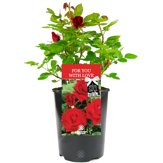 For You With Love Gift - Red Bush Rose