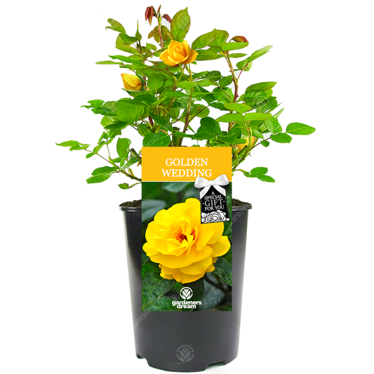 50th Wedding Anniversary Gift - Yellow Bush Rose