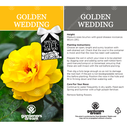 Yellow Bush Rose - 50th Wedding Anniversary Gift | Gift Note Rose ...