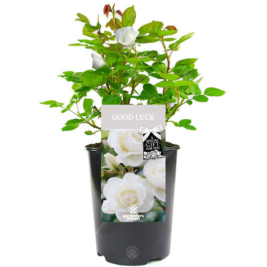 Good Luck Gift - White Bush Rose