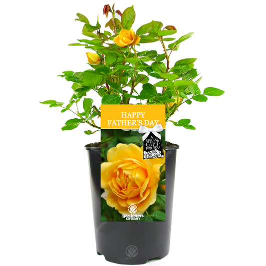 Gift for Dad - Golden Bush Rose