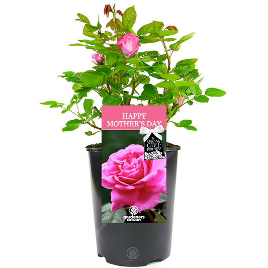 Gift for Mum - Golden Bush Rose