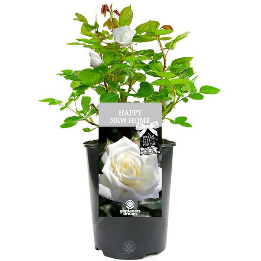 Housewarming Gift - White Bush Rose