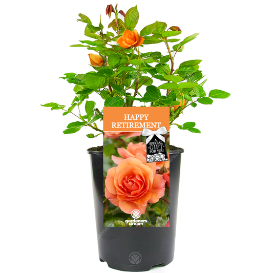 Retirement Gift - Orange Bush Rose