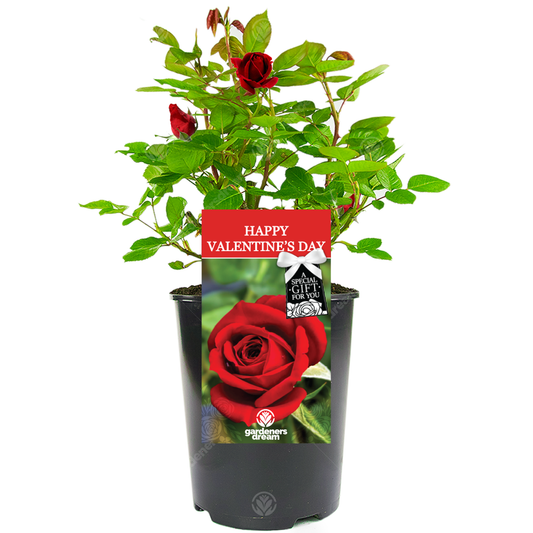 With Love Gift - Orange Bush Rose
