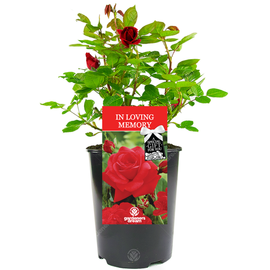 In Loving Memory Memorial Gift - Red Bush Rose