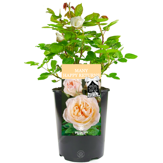 Many Happy Returns Birthday Gift - Peach Bush Rose