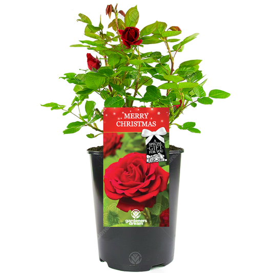 Merry Christmas Gift - Red Bush Rose
