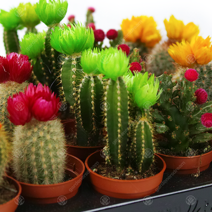 Disco Cactus Mix - Small | Cactus – Gardeners Dream