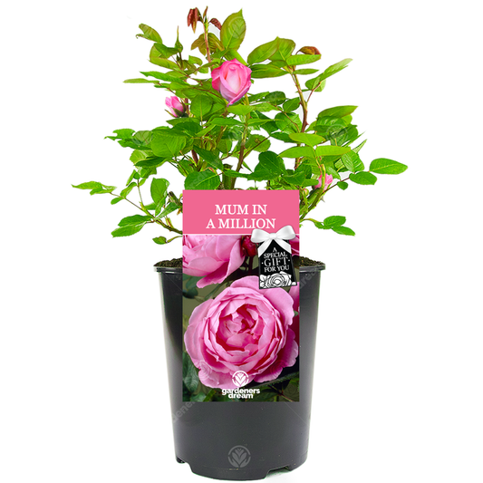 Mum In A Million Gift - Pink Bush Rose