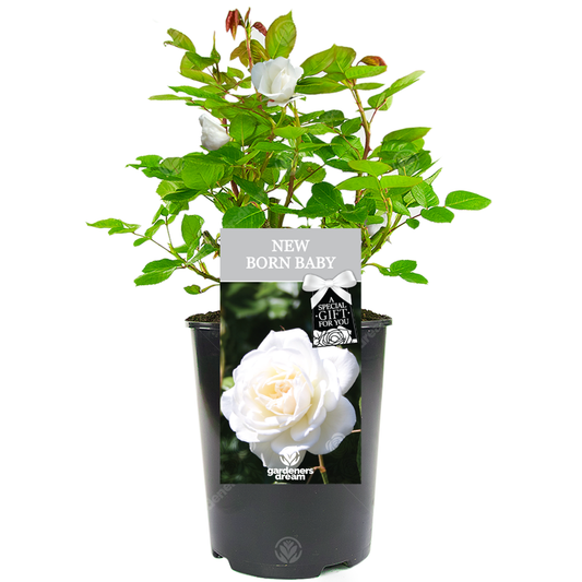 New Born Baby Gift - White Bush Rose