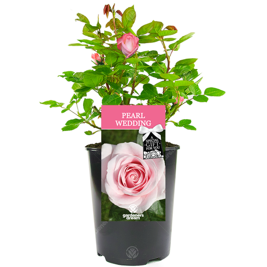 30th Wedding Anniversary Gift - Pink Bush Rose
