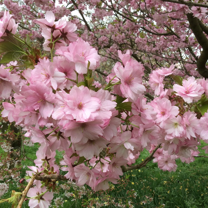 Prunus 'Beni-yutaka' | Japanese Flowering Cherry Tree – Gardeners Dream