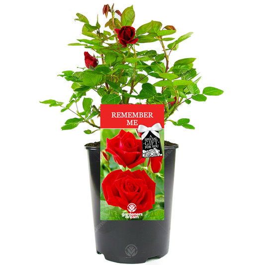 Remember Me Gift - Red Bush Rose