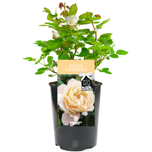 1st Wedding Anniversary Gift - White Bush Rose