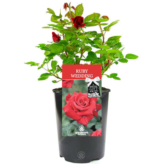 40th Wedding Anniversary Gift - Red Bush Rose