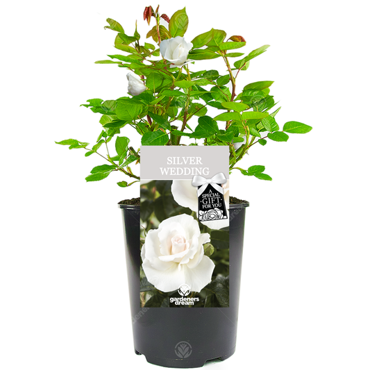 25th Wedding Anniversary Gift - White Bush Rose