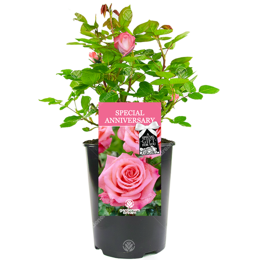 Special Wedding Anniversary Gift - Pink Bush Rose