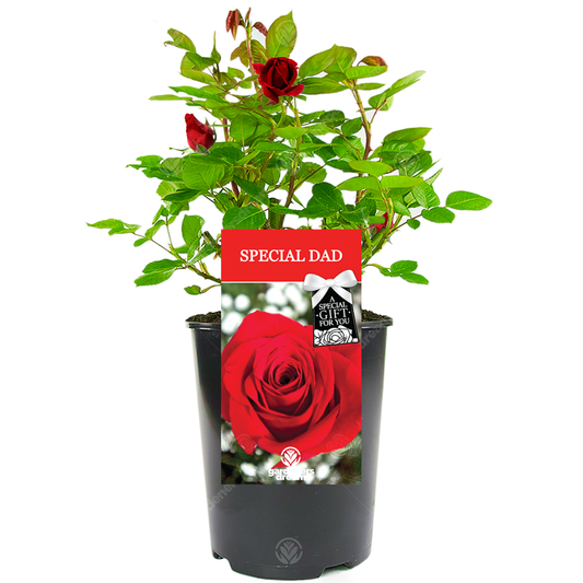 Special Dad Gift - Red Bush Rose