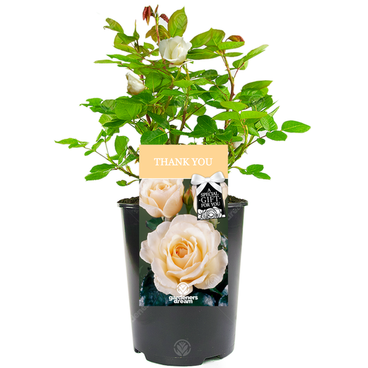 Thank You Gift - Cream Bush Rose