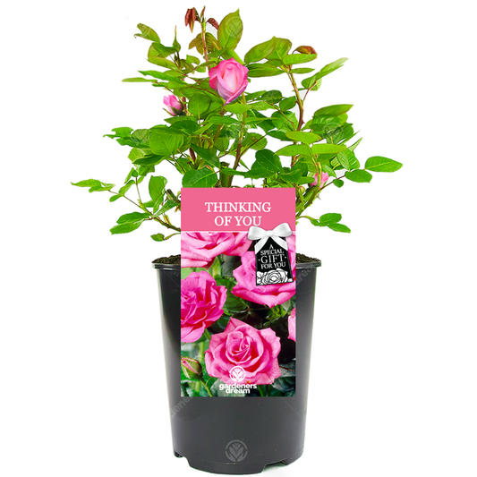 Thinking of You Gift - Pink Bush Rose