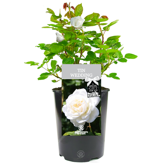 10th Wedding Anniversary Gift - White Bush Rose