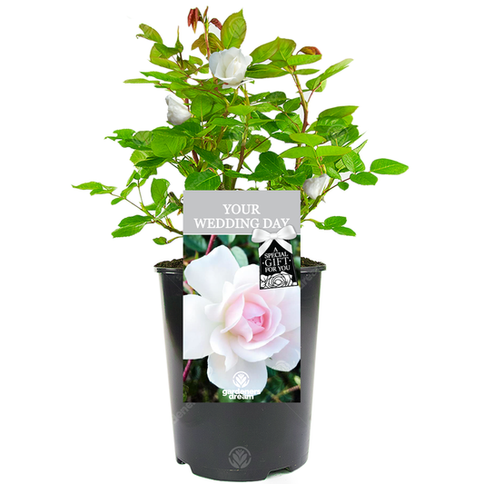 Your Wedding Day Gift - White Bush Rose
