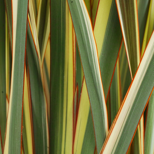 Phormium 'Alison Blackman'