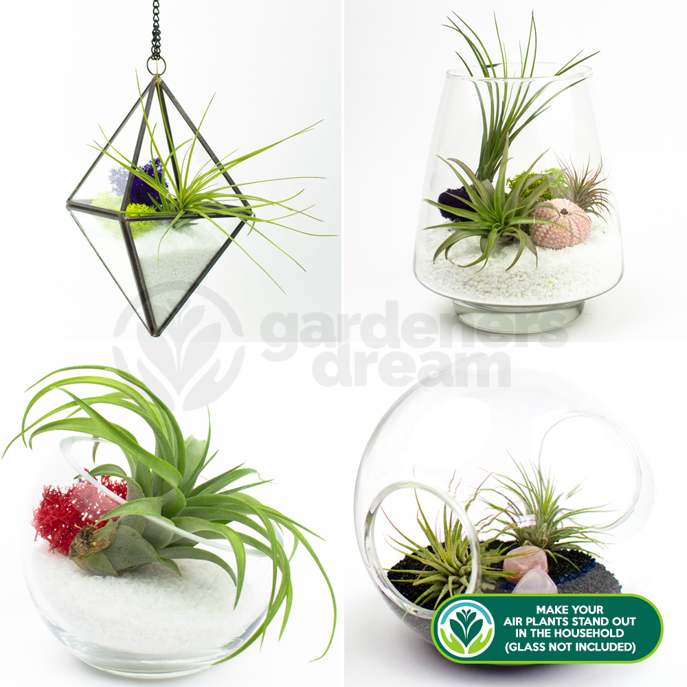 where to buy air plants uk Tillandsia Mix