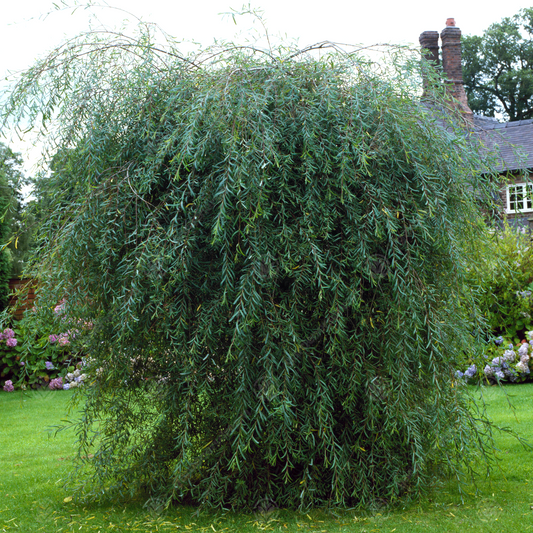 Salix 'Pendula'