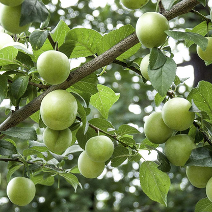 Plum 'Old Greengage' | Gage Tree – Gardeners Dream
