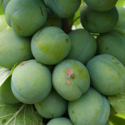 Plum 'Old Greengage' | Gage Tree – Gardeners Dream