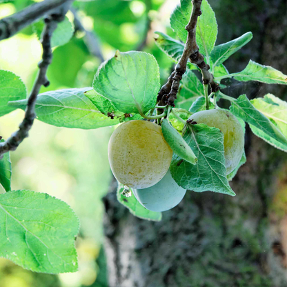 Plum 'Old Greengage' | Gage Tree – Gardeners Dream
