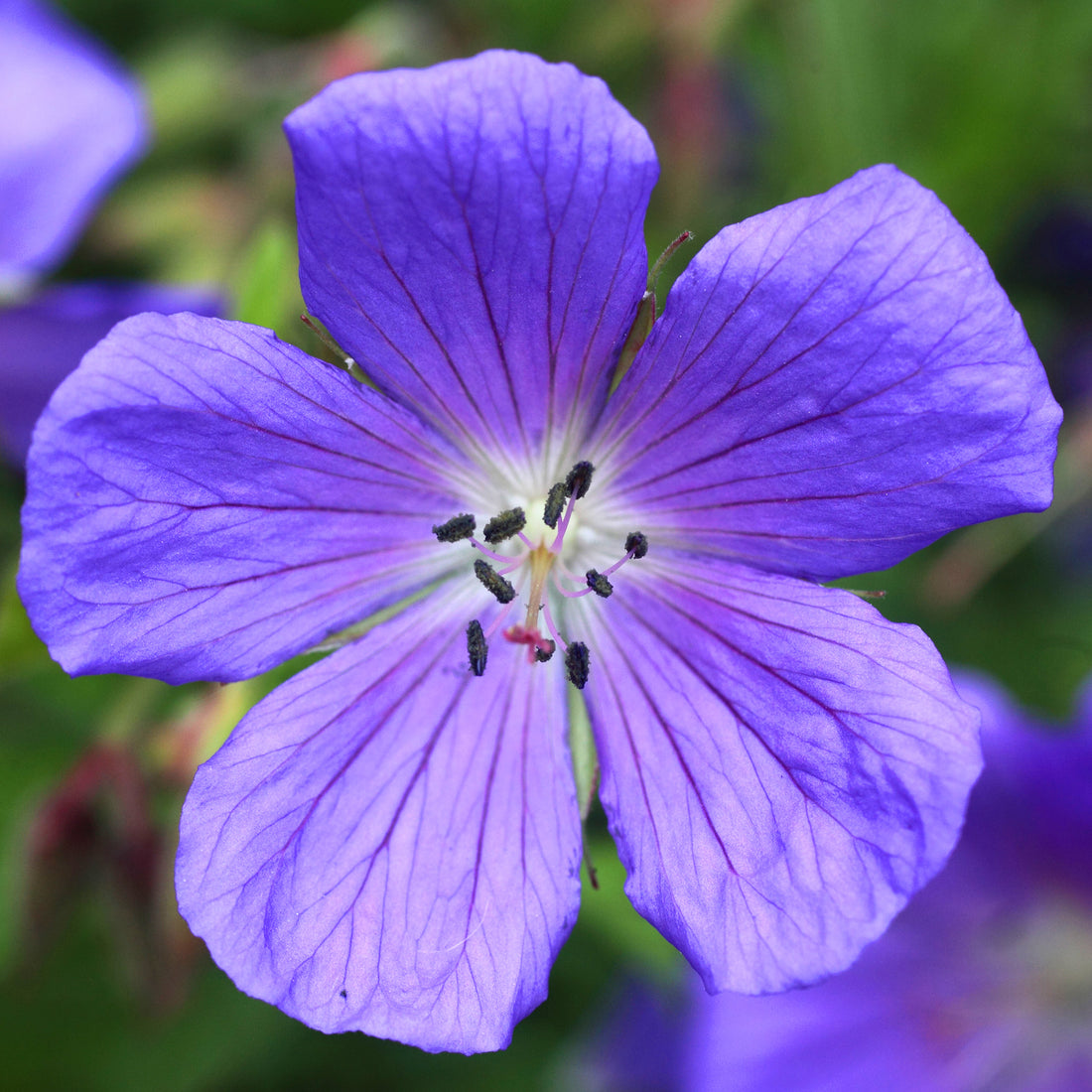 Geranium 'Johnson's Blue' | Cranesbill – Gardeners Dream