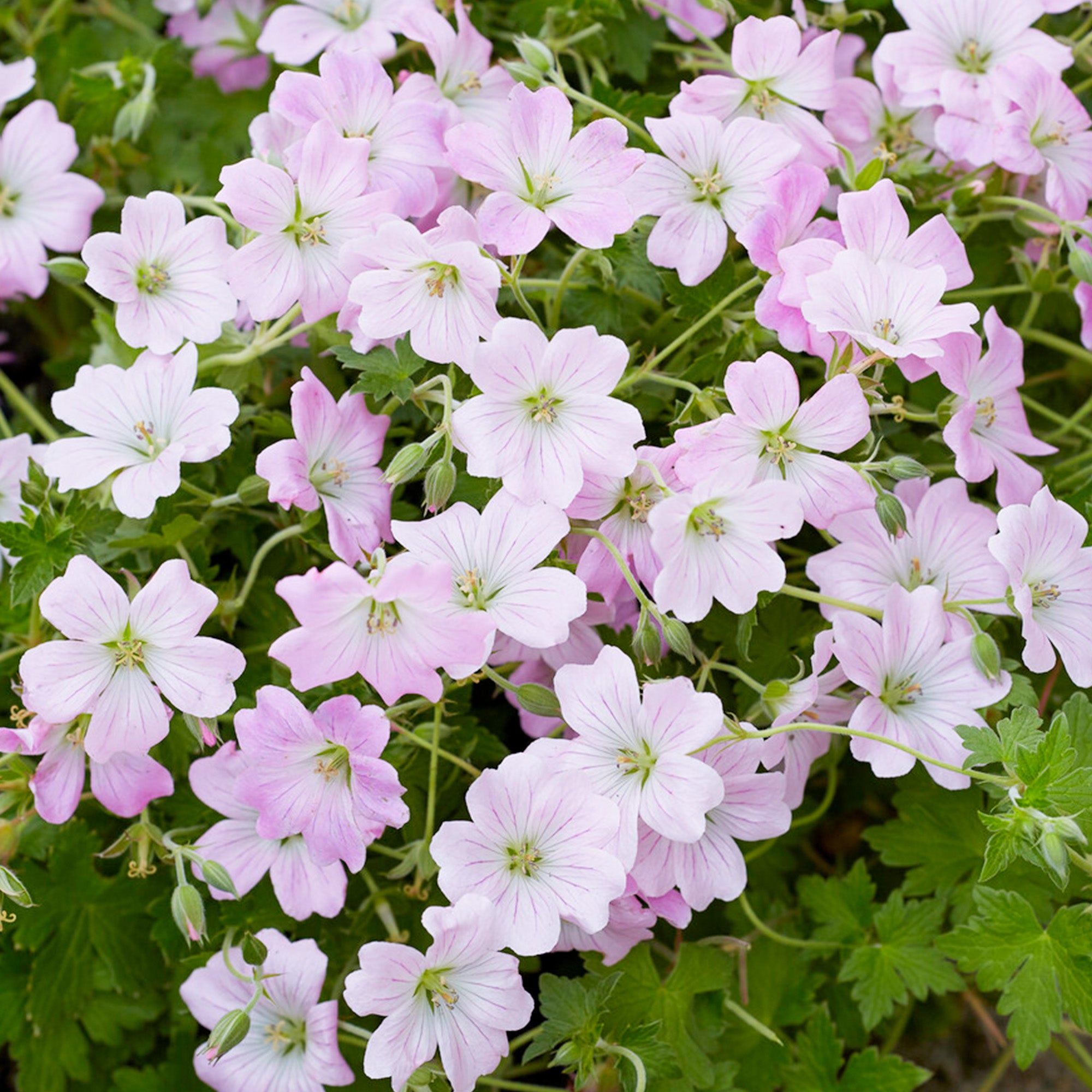 Geranium 'Dreamland' | Cranesbill – Gardeners Dream
