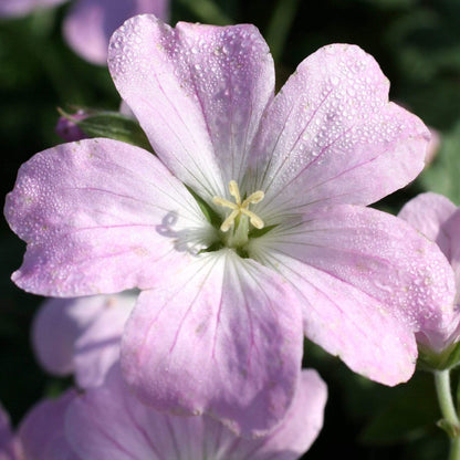 Geranium 'Dreamland' | Cranesbill – Gardeners Dream