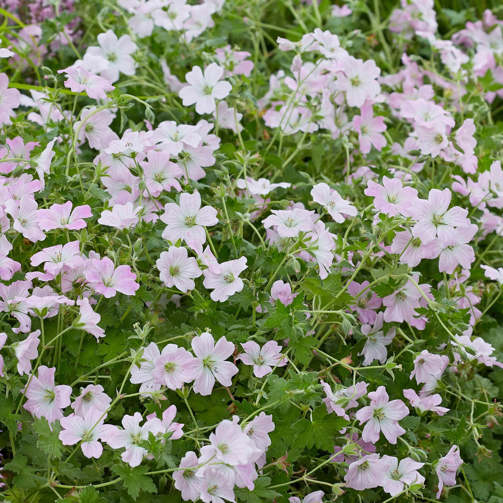 Geranium 'Dreamland' | Cranesbill – Gardeners Dream