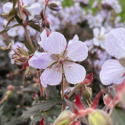 Geranium 'Black and White' | Cranesbill – Gardeners Dream