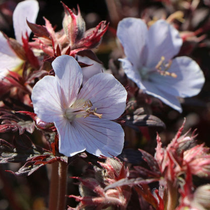 Geranium 'Black and White' | Cranesbill – Gardeners Dream