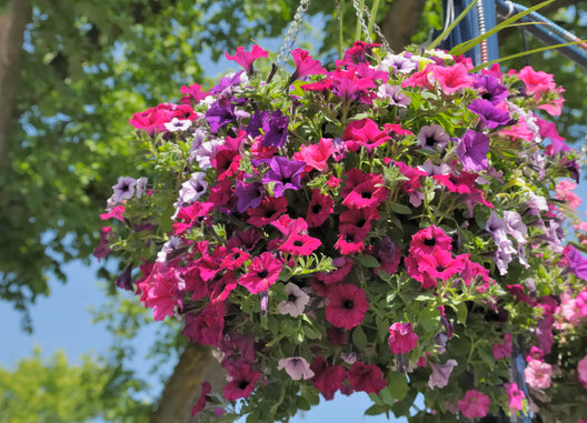 Gardeners Dream Online Garden Centre | Buy Plants & Trees Online