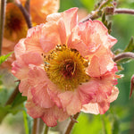 Geum 'Mai Tai'
